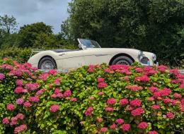 Austin Healey 3000 MK1